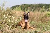 MALINOIS 234